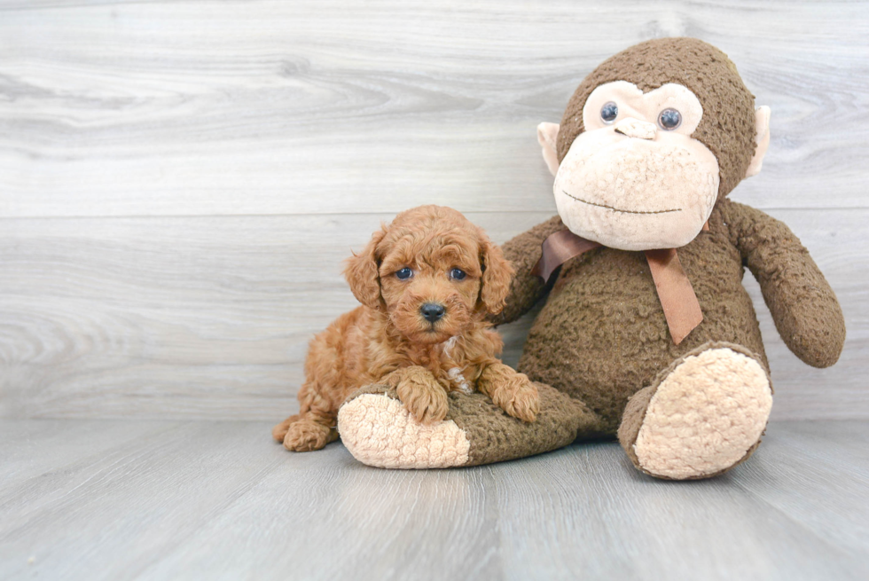 Mini Goldendoodle Puppy for Adoption