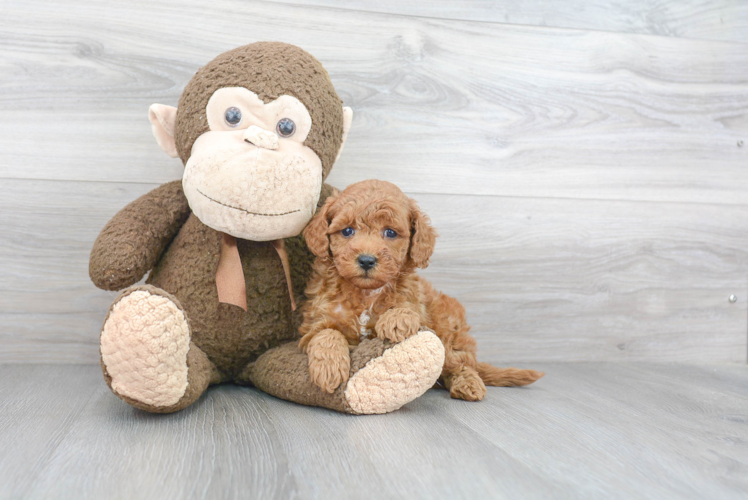 Petite Mini Goldendoodle Poodle Mix Pup