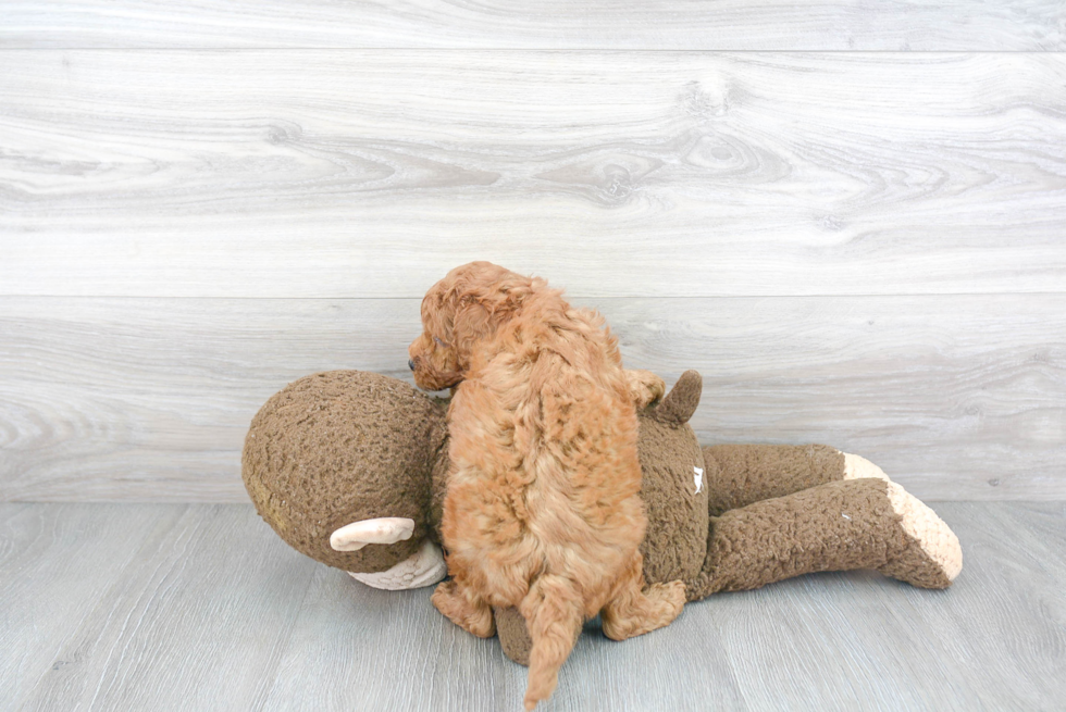 Best Mini Goldendoodle Baby