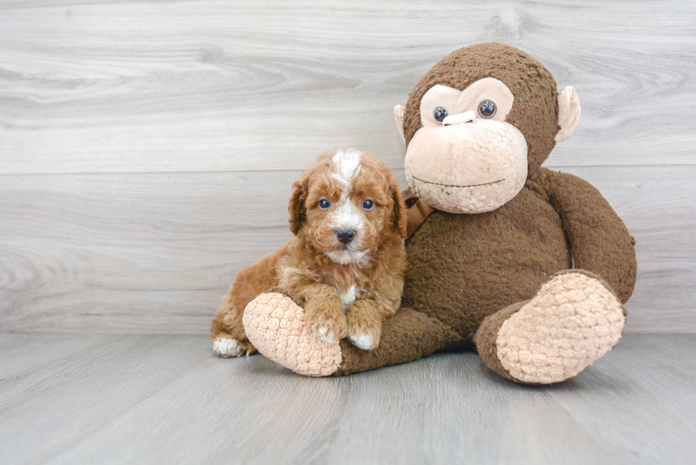 Hypoallergenic Golden Retriever Poodle Mix Puppy