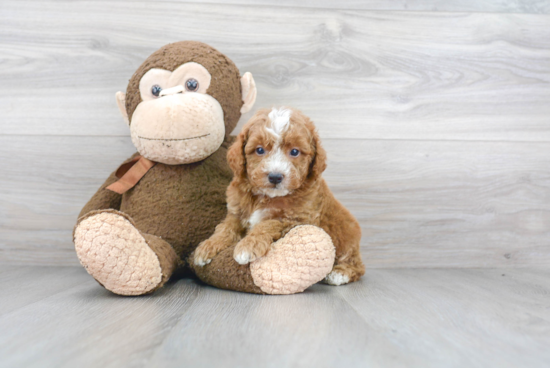 Mini Goldendoodle Pup Being Cute