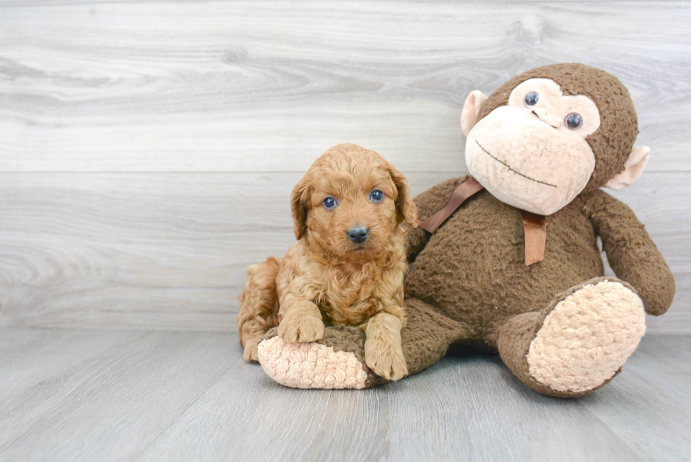 Best Mini Goldendoodle Baby