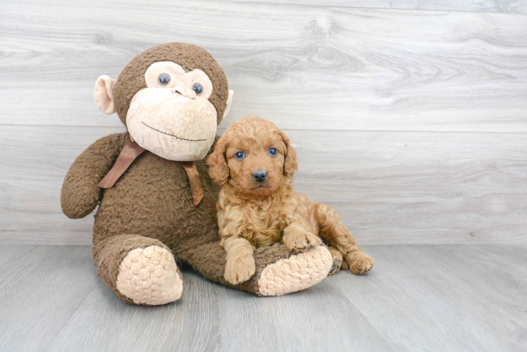 Friendly Mini Goldendoodle Baby