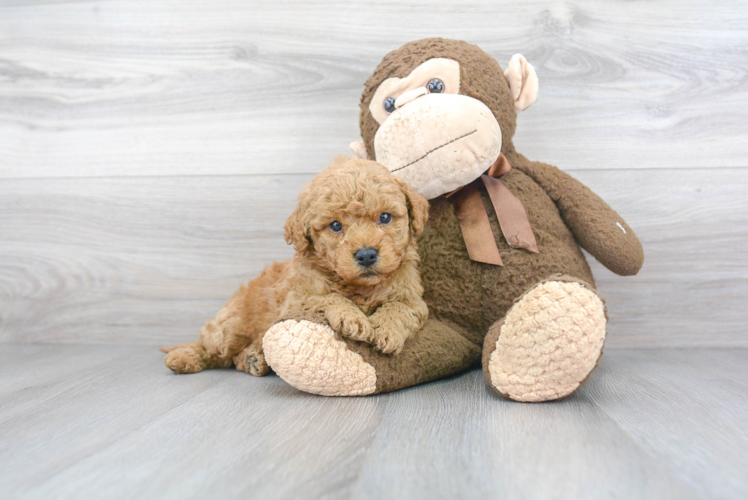 Best Mini Goldendoodle Baby