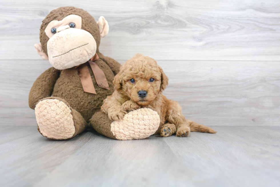 Mini Goldendoodle Puppy for Adoption