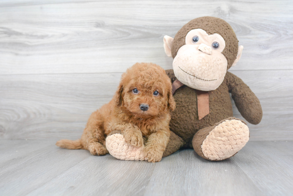 Energetic Golden Retriever Poodle Mix Puppy