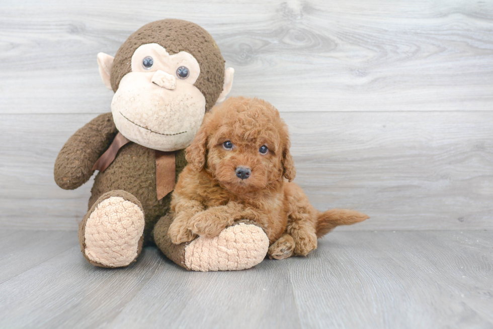 Fluffy Mini Goldendoodle Poodle Mix Pup