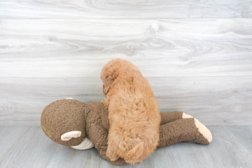 Hypoallergenic Golden Retriever Poodle Mix Puppy