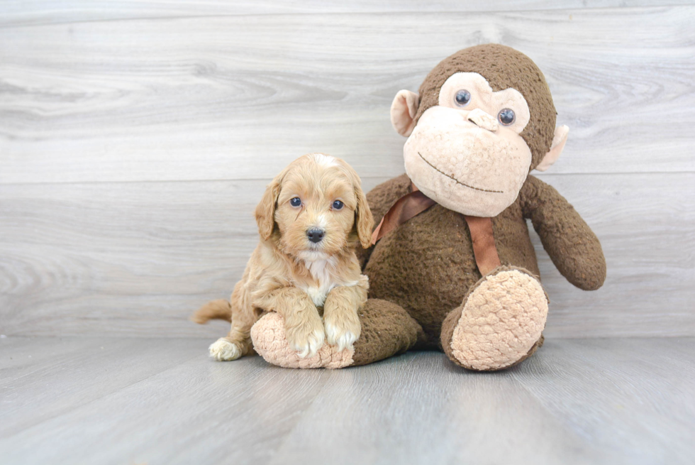 Friendly Mini Goldendoodle Baby