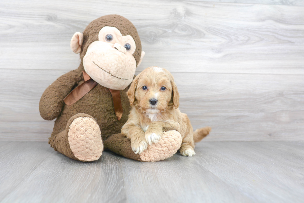 Mini Goldendoodle Puppy for Adoption