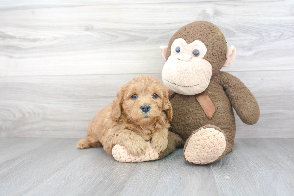 Hypoallergenic Golden Retriever Poodle Mix Puppy