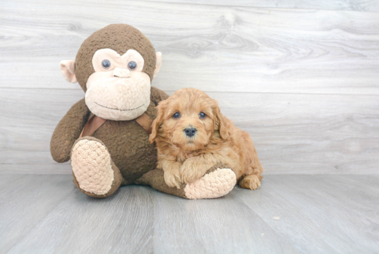 Sweet Mini Goldendoodle Baby