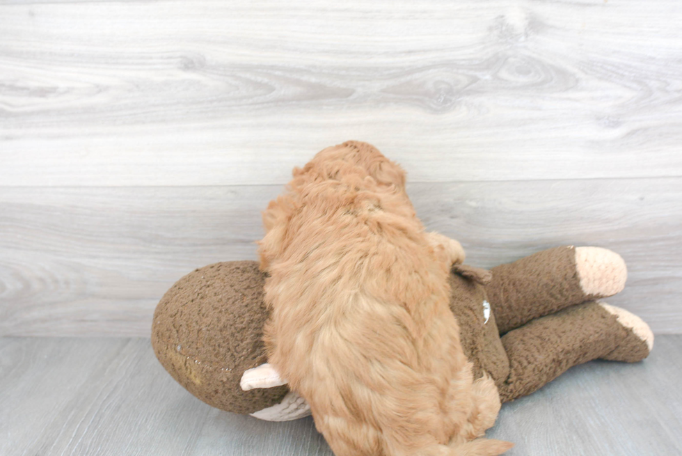 Mini Goldendoodle Puppy for Adoption