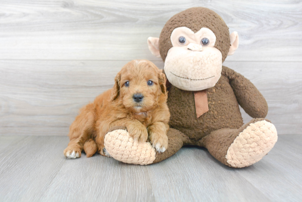 Friendly Mini Goldendoodle Baby