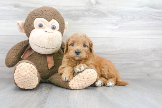 Mini Goldendoodle Pup Being Cute