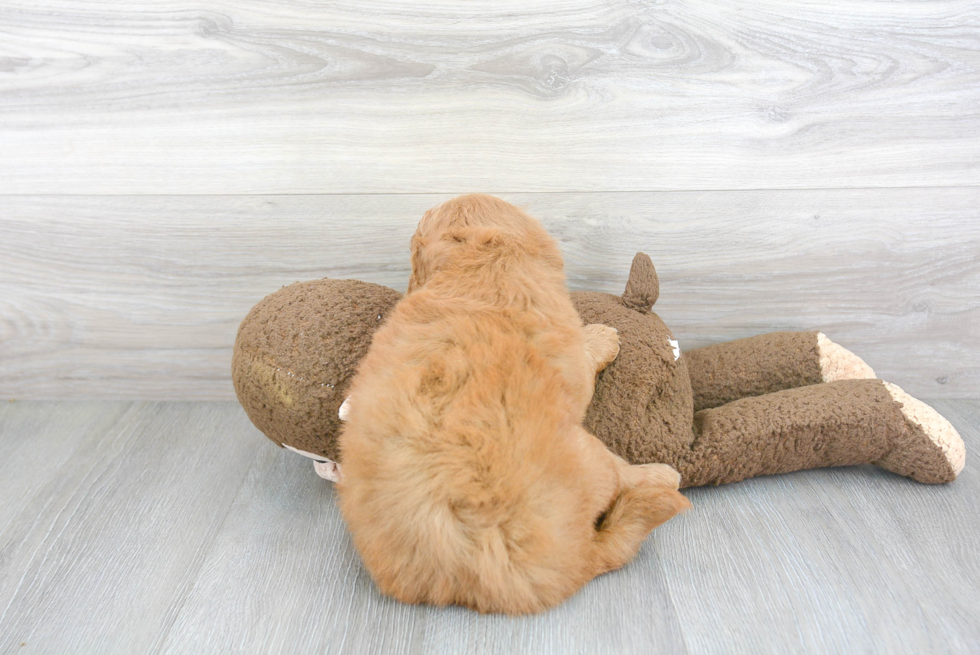 Playful Golden Retriever Poodle Mix Puppy