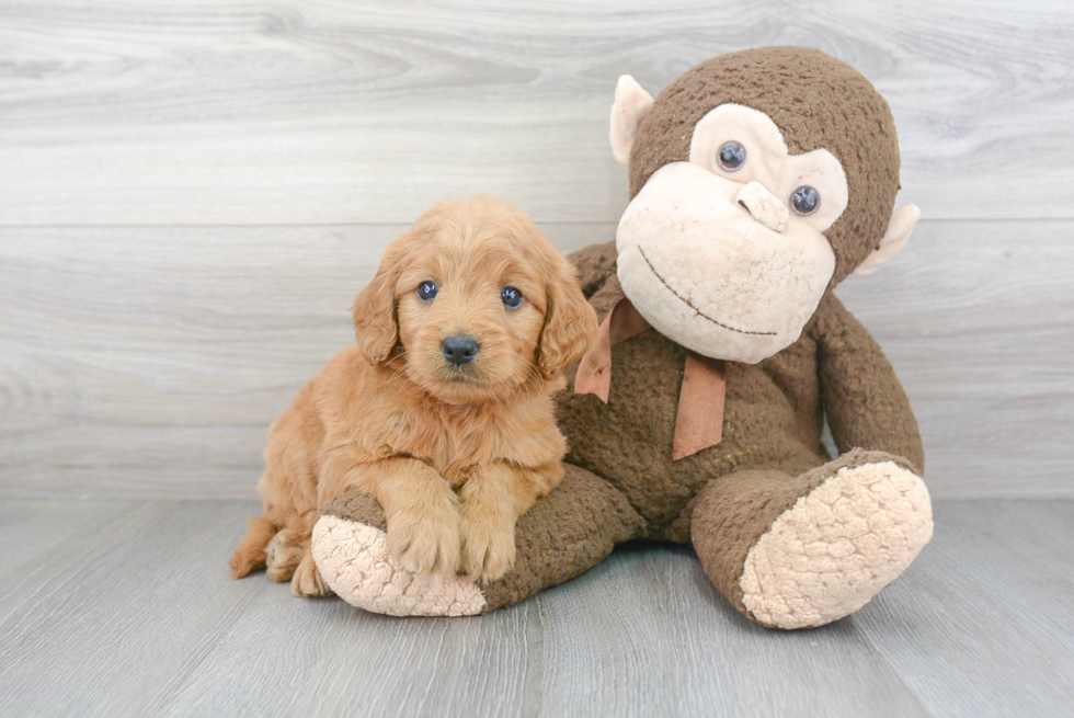 Mini Goldendoodle Puppy for Adoption