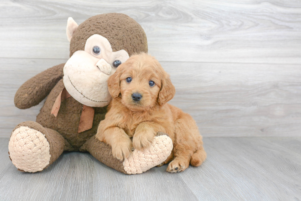 Mini Goldendoodle Puppy for Adoption