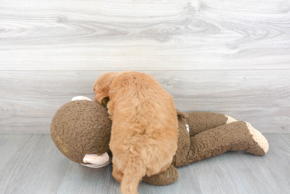 Adorable Golden Retriever Poodle Mix Puppy