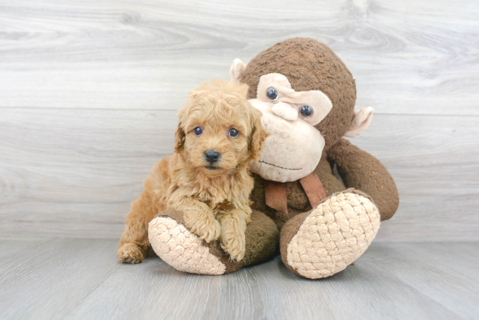 Energetic Golden Retriever Poodle Mix Puppy