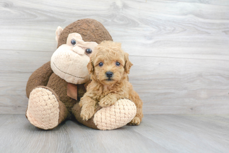 Mini Goldendoodle Pup Being Cute