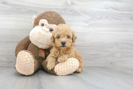 Mini Goldendoodle Pup Being Cute