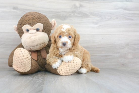 Energetic Golden Retriever Poodle Mix Puppy