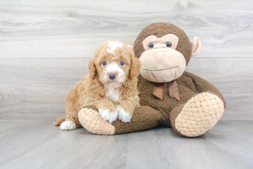 Best Mini Goldendoodle Baby