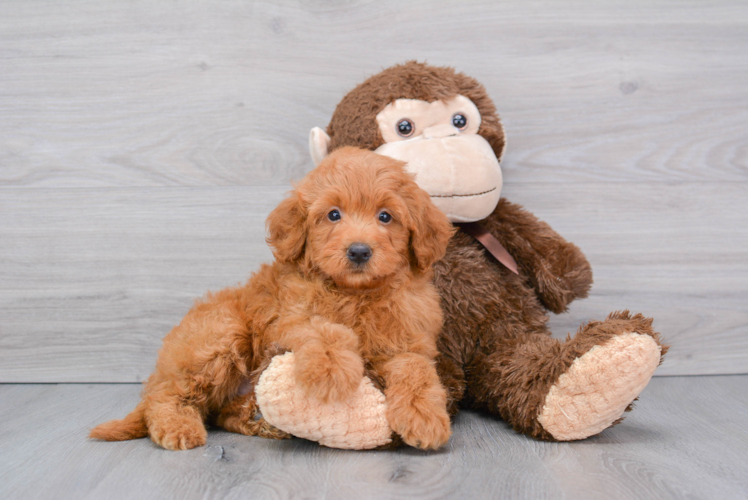 Mini Goldendoodle Puppy for Adoption