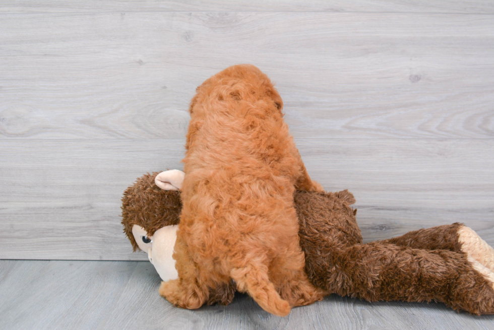 Cute Mini Goldendoodle Poodle Mix Pup