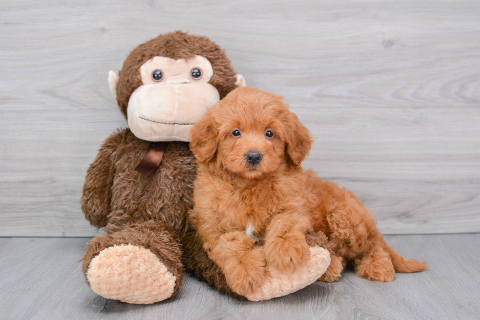 Cute Mini Goldendoodle Baby