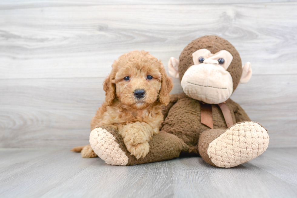 Mini Goldendoodle Puppy for Adoption