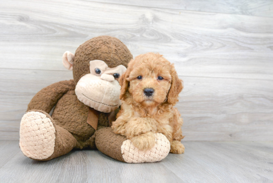 Mini Goldendoodle Pup Being Cute