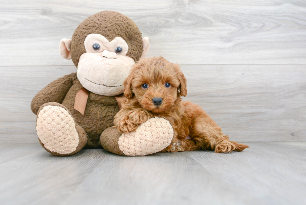 Small Mini Goldendoodle Baby