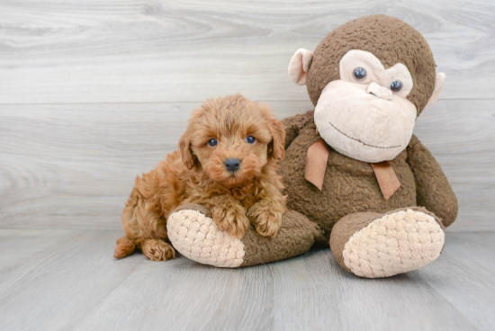 Best Mini Goldendoodle Baby