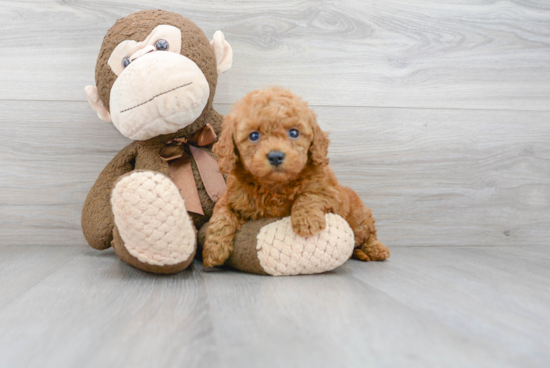 Friendly Mini Goldendoodle Baby