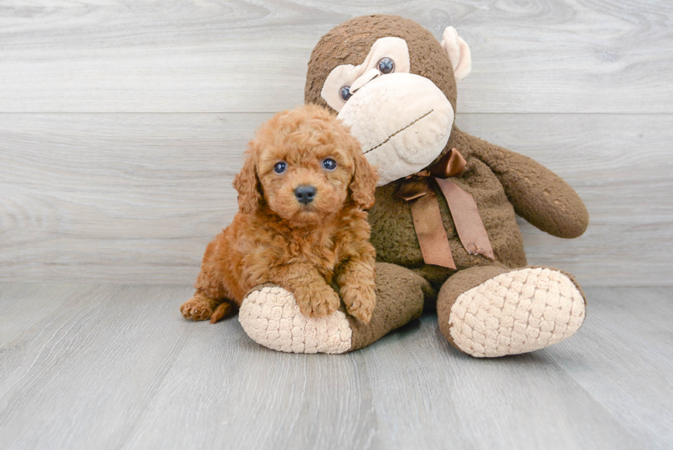 Petite Mini Goldendoodle Poodle Mix Pup