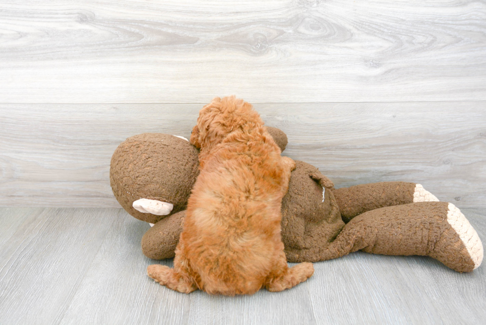 Petite Mini Goldendoodle Poodle Mix Pup