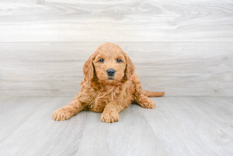 Energetic Golden Retriever Poodle Mix Puppy