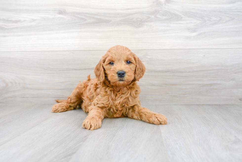 Mini Goldendoodle Puppy for Adoption