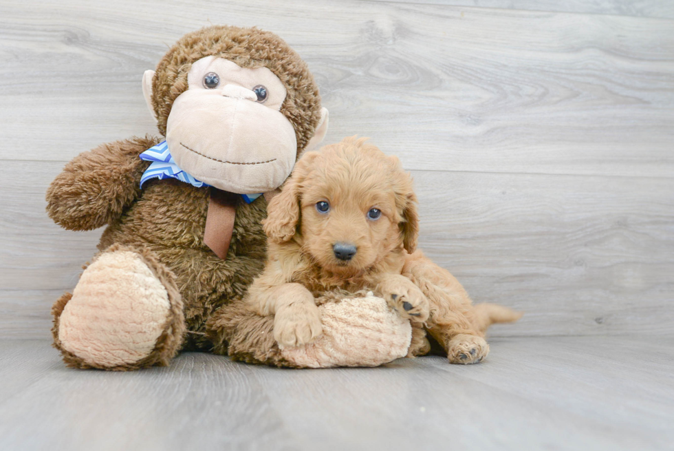 Playful Golden Retriever Poodle Mix Puppy