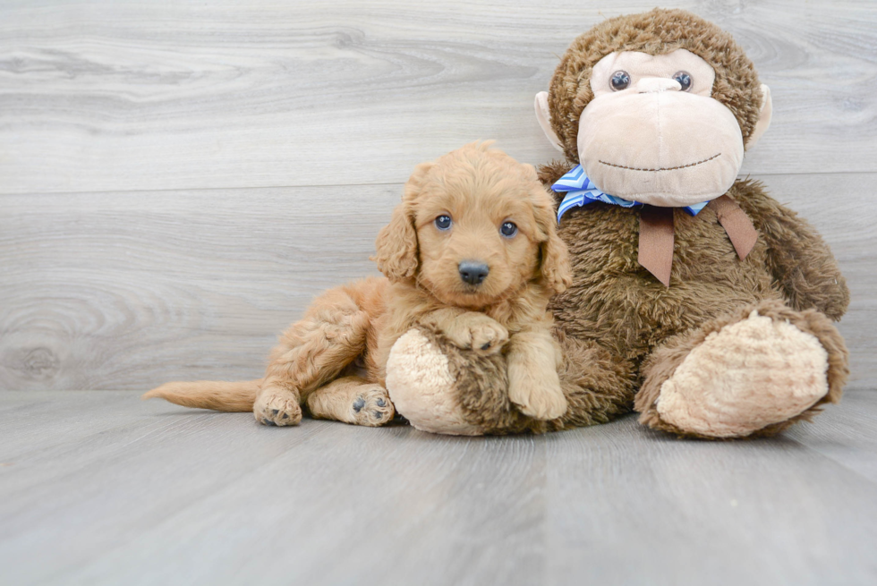 Energetic Golden Retriever Poodle Mix Puppy