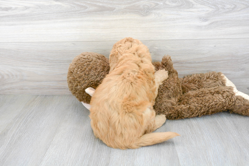 Small Mini Goldendoodle Baby