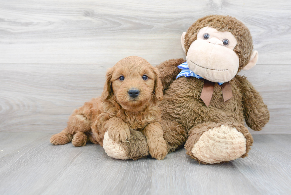 Popular Mini Goldendoodle Poodle Mix Pup