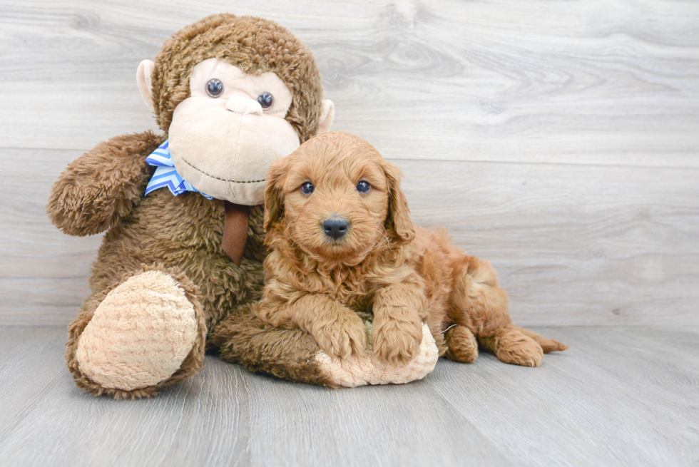 Mini Goldendoodle Pup Being Cute