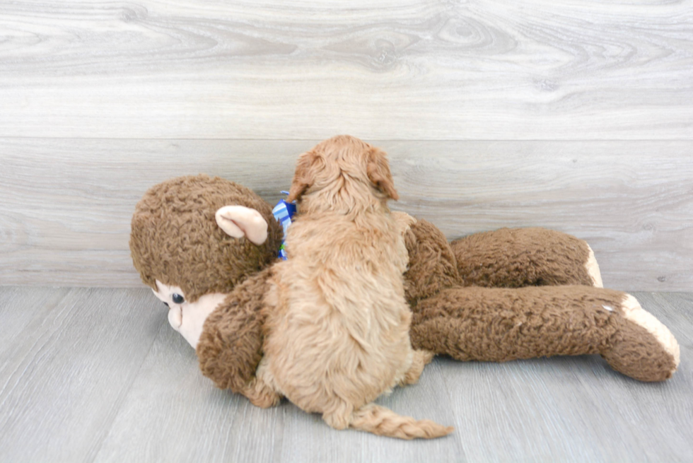 Energetic Golden Retriever Poodle Mix Puppy