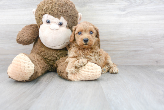 Mini Goldendoodle Puppy for Adoption