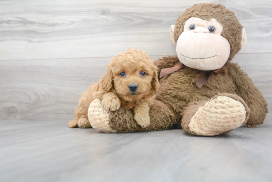 Mini Goldendoodle Puppy for Adoption