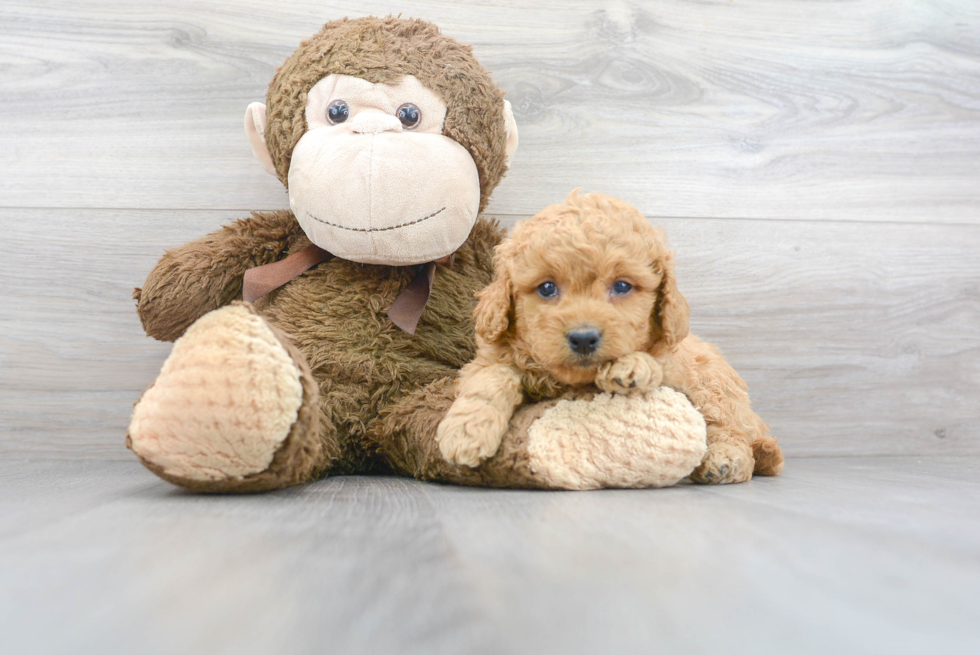 Mini Goldendoodle Pup Being Cute