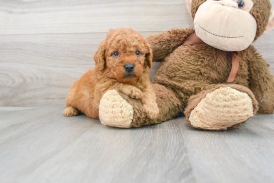 Happy Mini Goldendoodle Baby